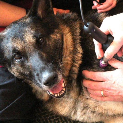 003 atlas dog square dog treatment