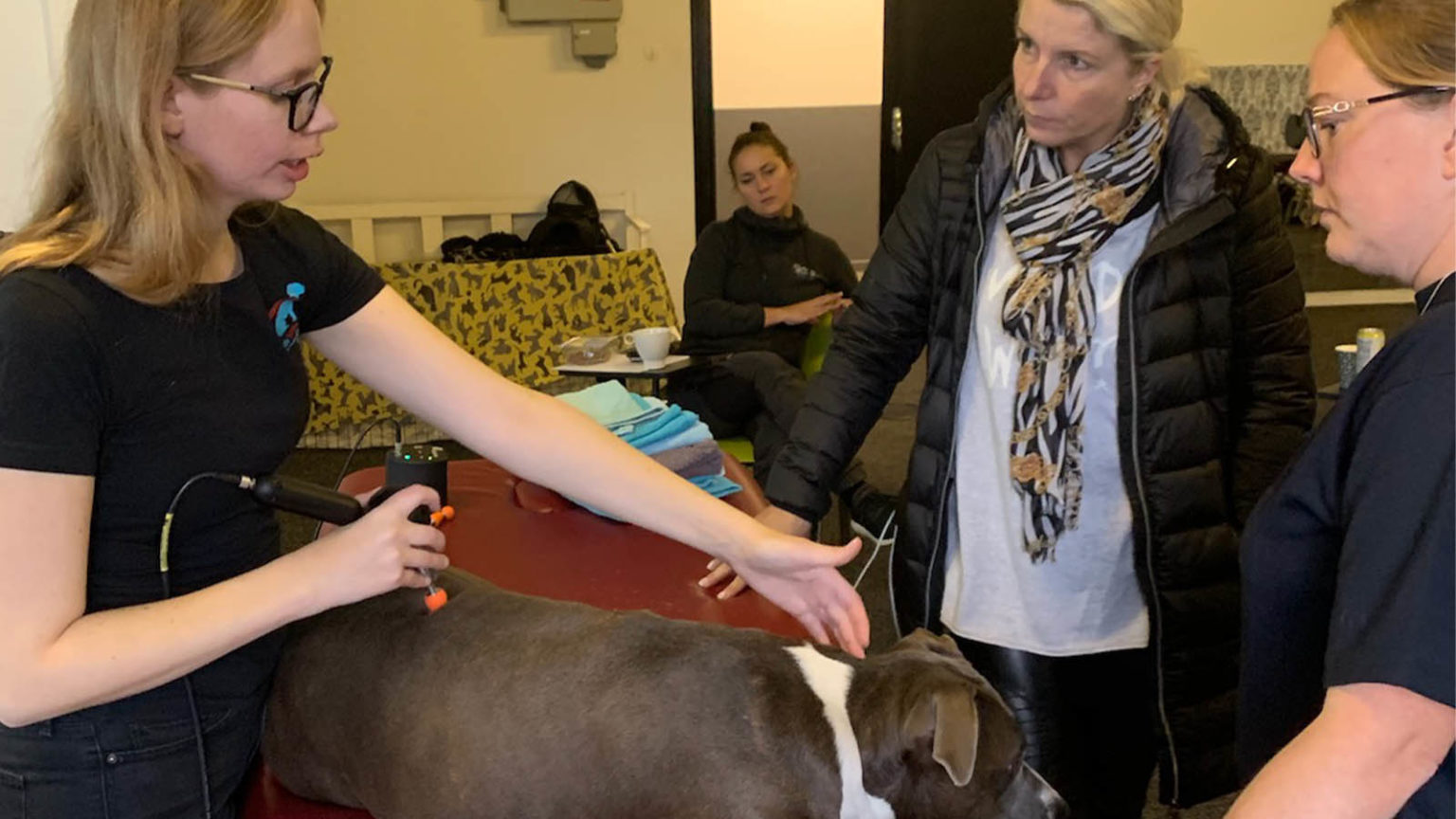 Behandling för Polishundar med Spondylos Fascia Dog