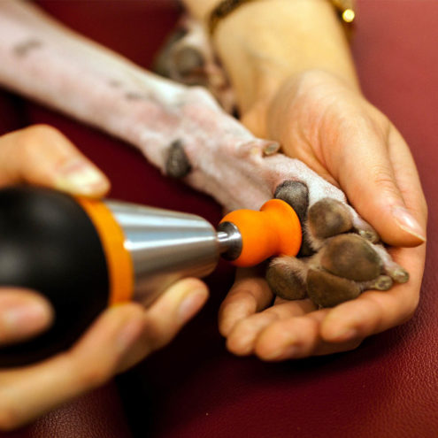 007 atlas dog square dog treatment